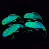 Resin Koi Fish - Glow in the Dark