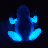 Resin Frog - Unicorn with Blue Glow in the Dark Pebbles