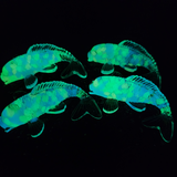 Koi Fish Magnet - Glow in the Dark
